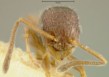 Media type: image; Entomology 21029   Aspect: head frontal view